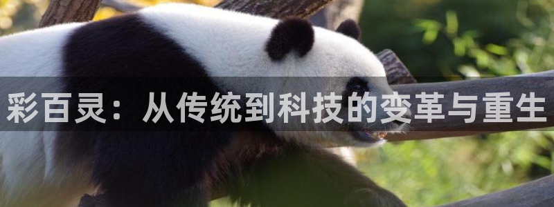 辉达平台体育3在线注册：彩百灵：从传统到科技的变革与重生